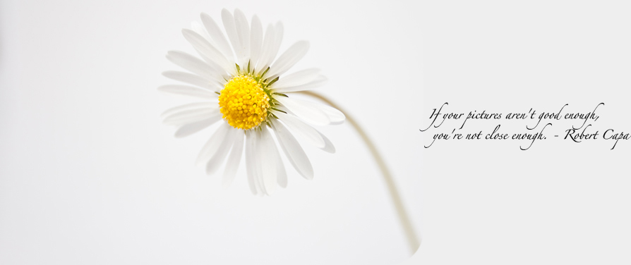 daisy600px_quote.jpg